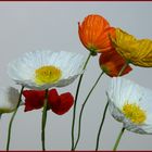 Irischer Mohn