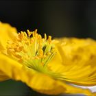 Irischer Mohn