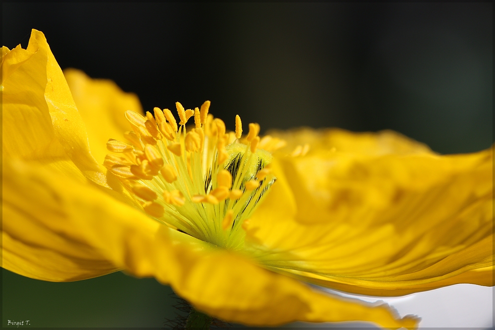 Irischer Mohn