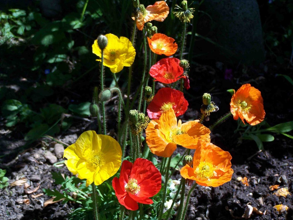 irischer Mohn, Spiel der Farben