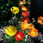 irischer Mohn, Spiel der Farben