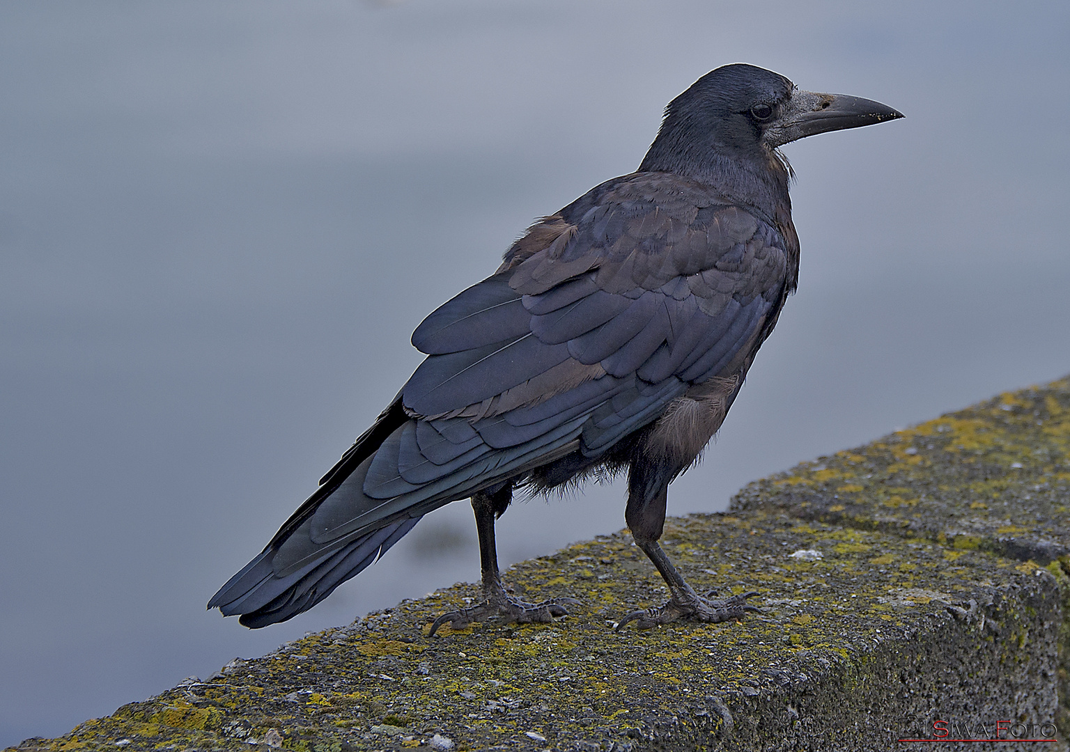 Irischer Rabenvogel