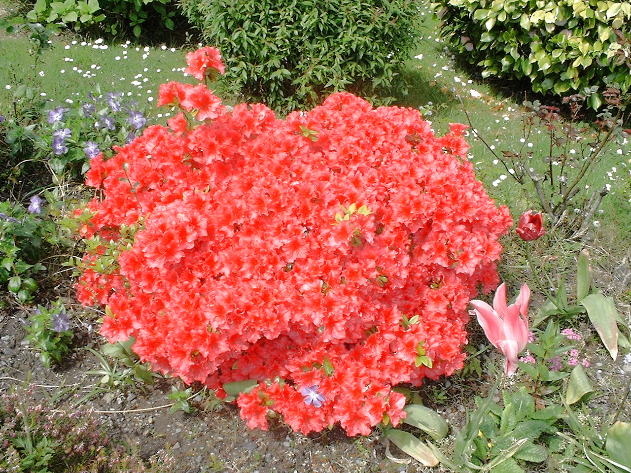 Irischer Rhododendron