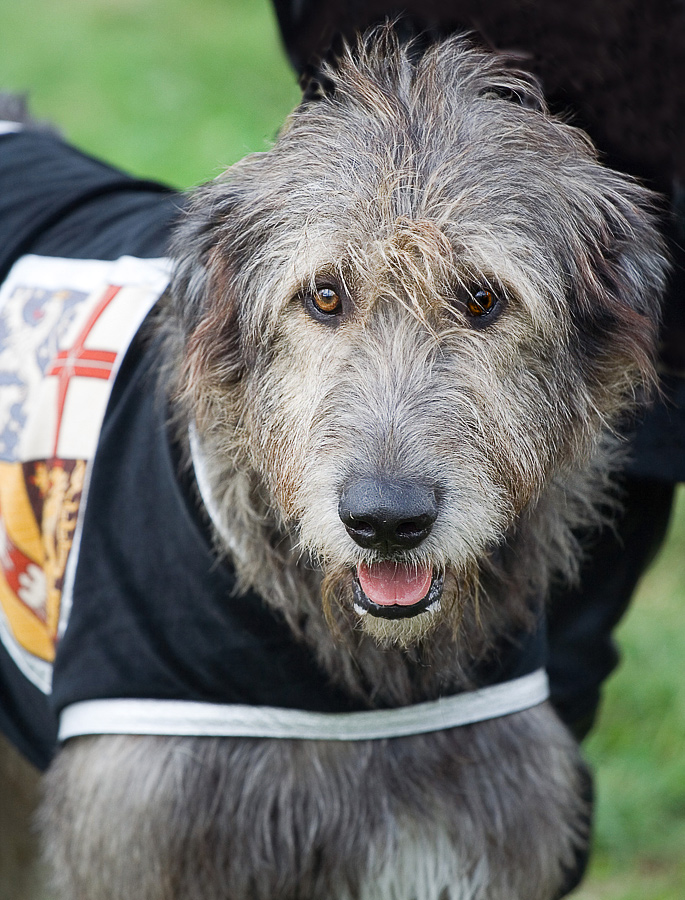 Irischer Wolfshund Foto & Bild tiere, haustiere, hunde Bilder auf
