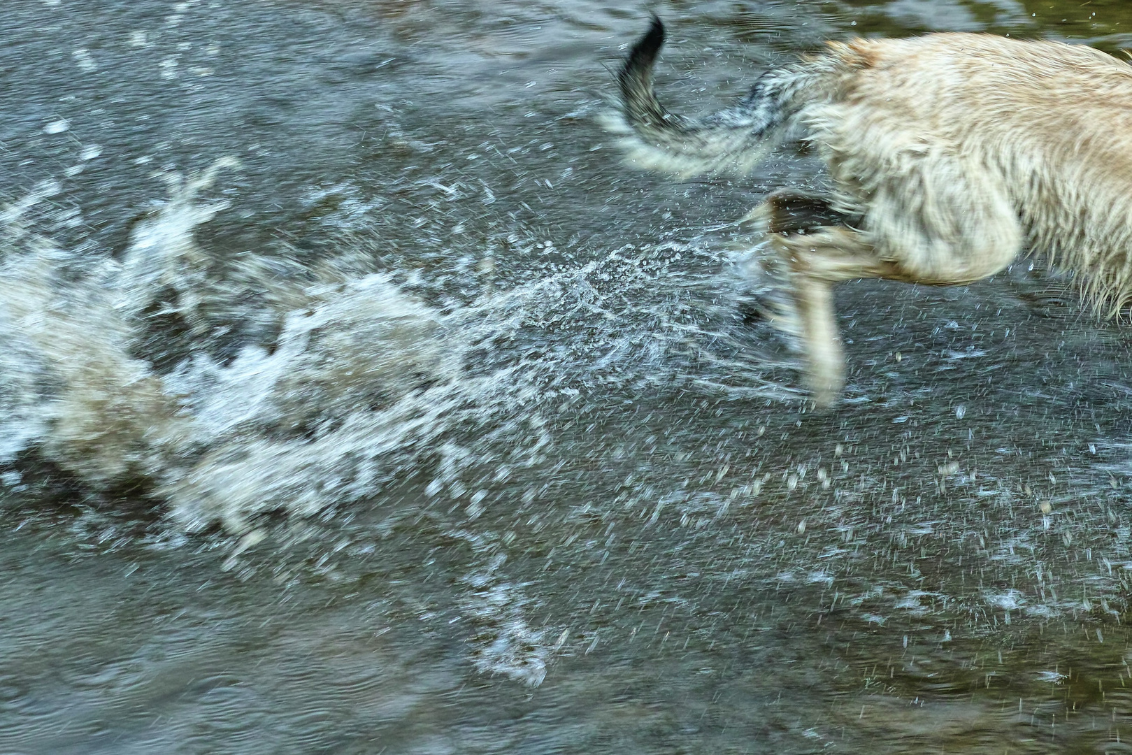 Irischer Wolfshund auf der Flucht