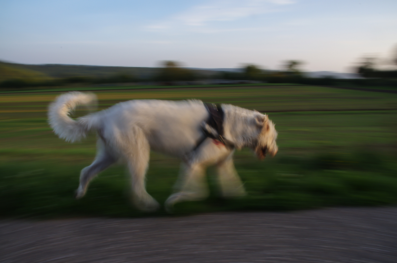 Irischer Wolfshund im Trab