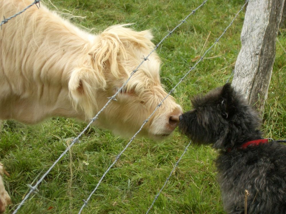 Irisches Hochlandrind schäkert mit unserem Hund