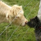 Irisches Hochlandrind schäkert mit unserem Hund