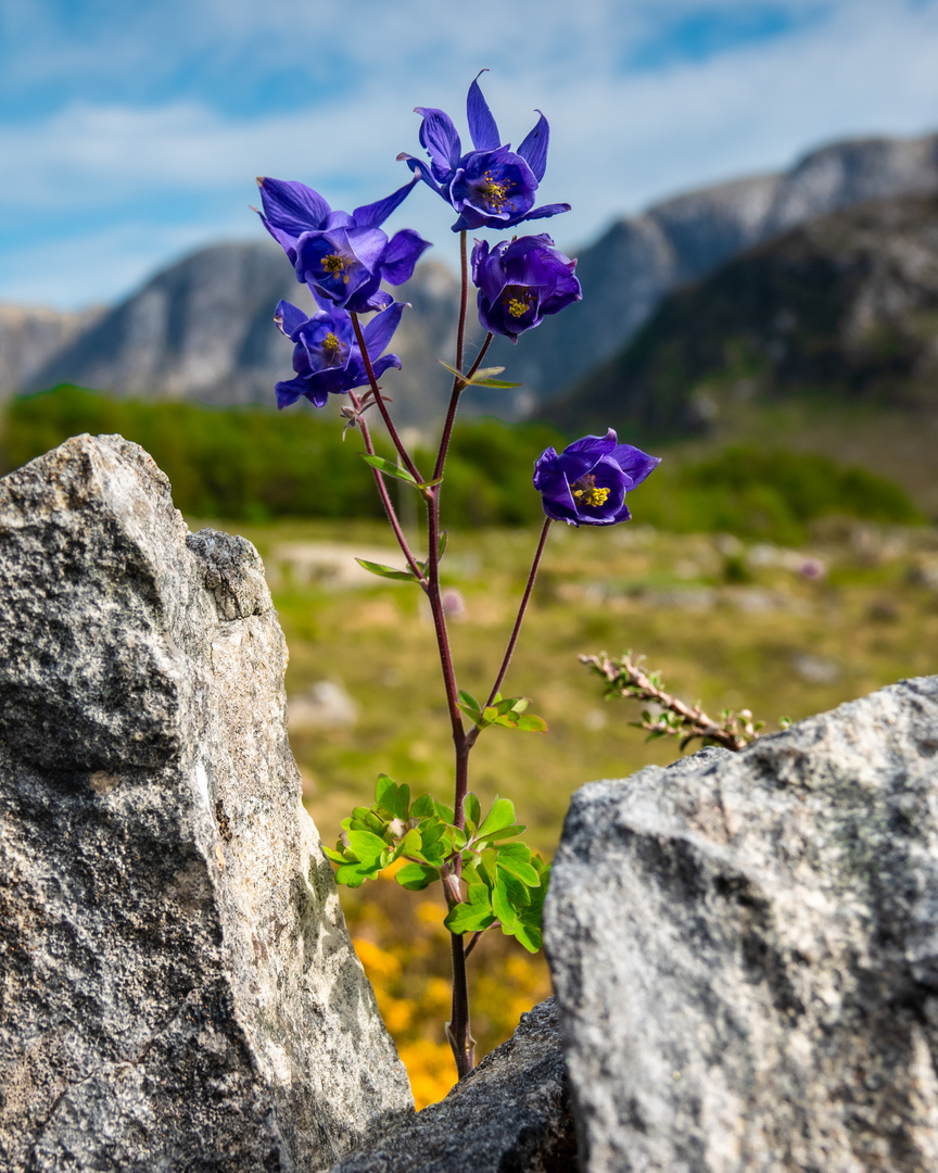 irisches Mauerblümchen - Irland