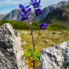 irisches Mauerblümchen - Irland