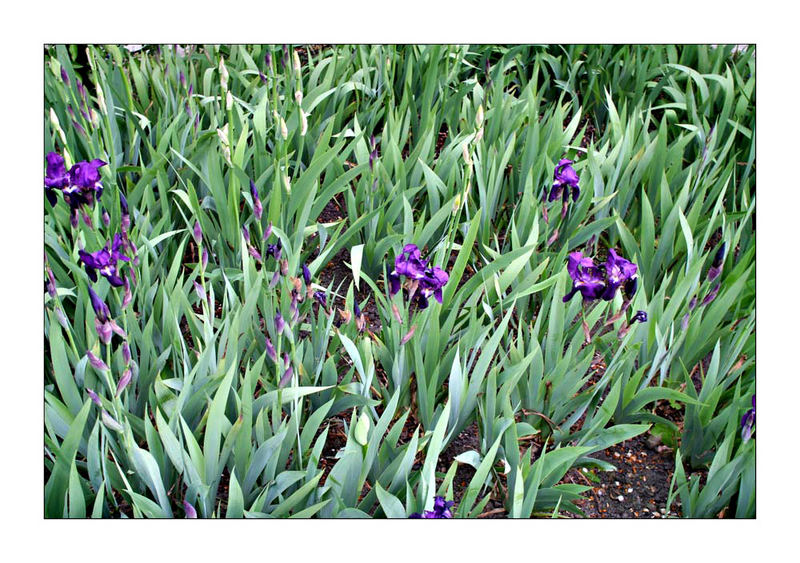 Irises, Alnwick