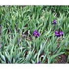 Irises, Alnwick