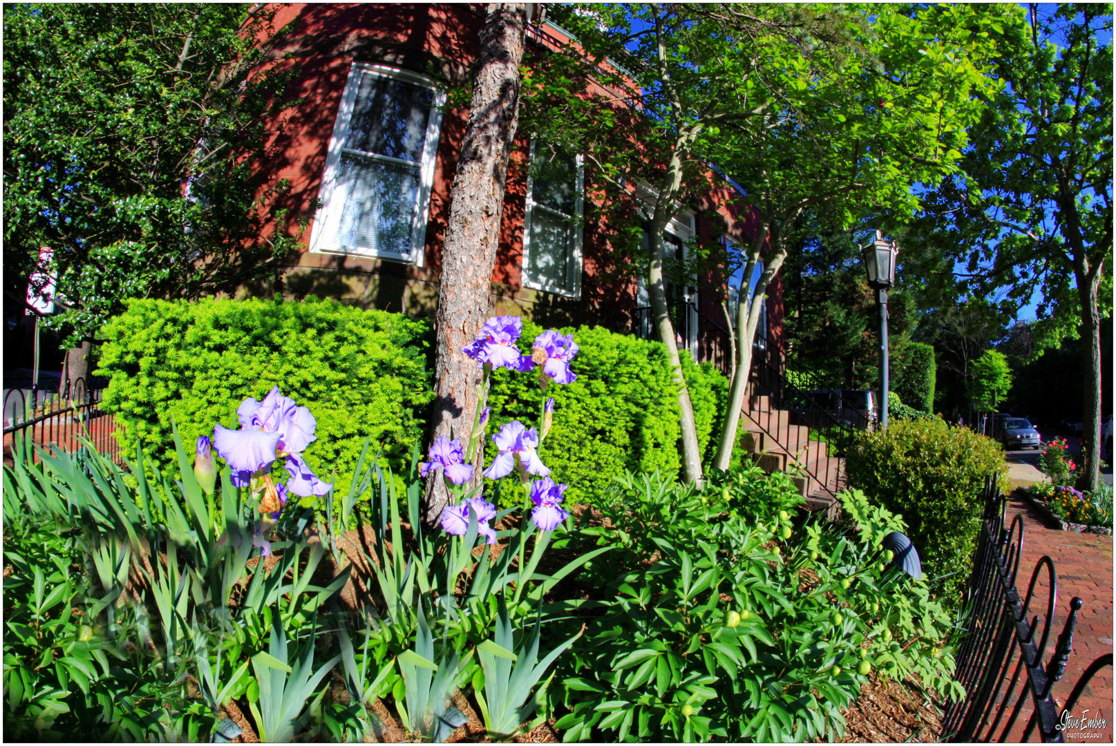 Irises and Ironwork - A Georgetown Springtime Impression