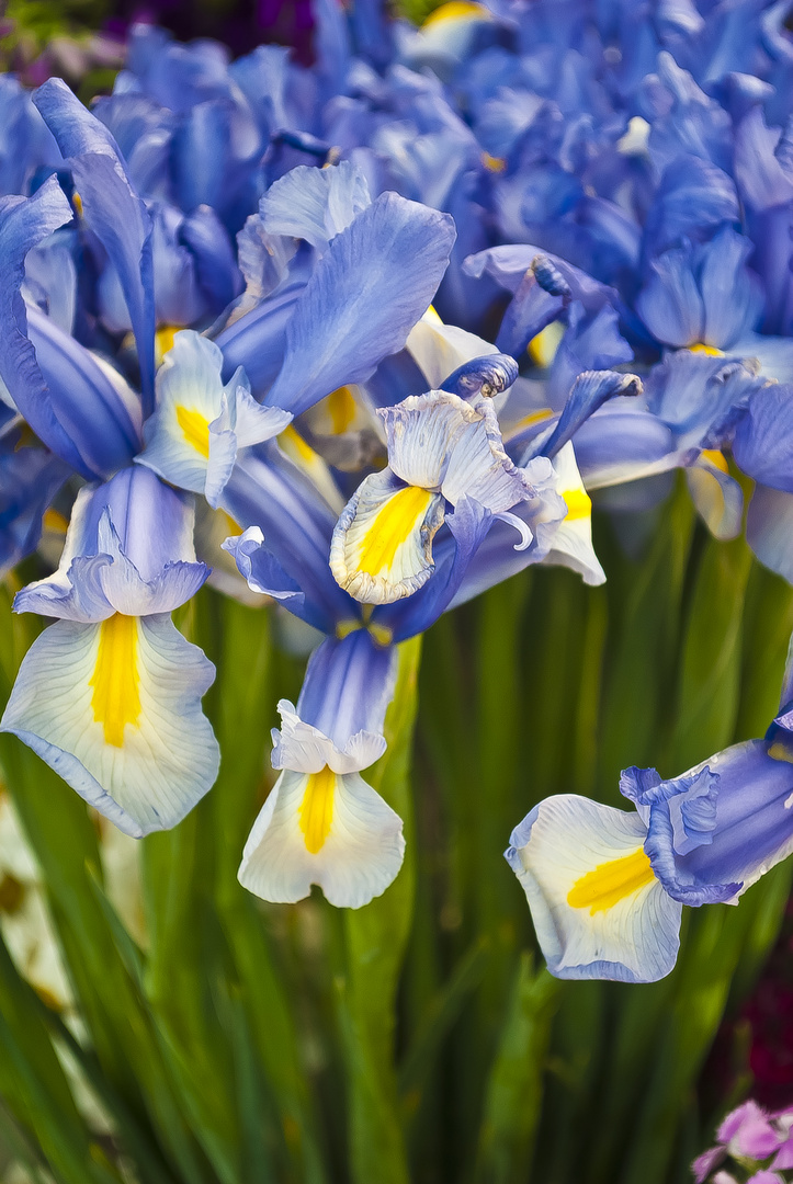 Irises