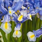 Irises