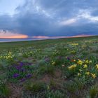 "Irises in the steppe"