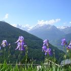 Irises on the Alps. Summer, 2005