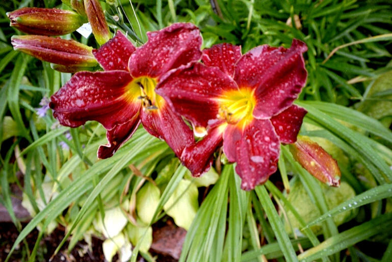 Irisgarten Schöppingen - Detail