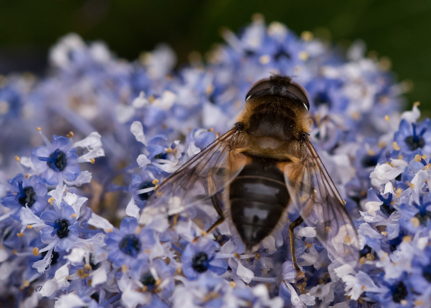 Irish Bee at lunch