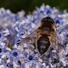 Irish Bee at lunch