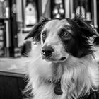 irish border collie