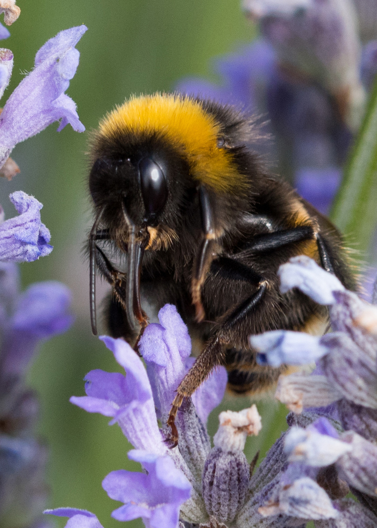 Irish Bumblebee on Lavender