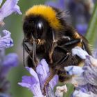 Irish Bumblebee on Lavender