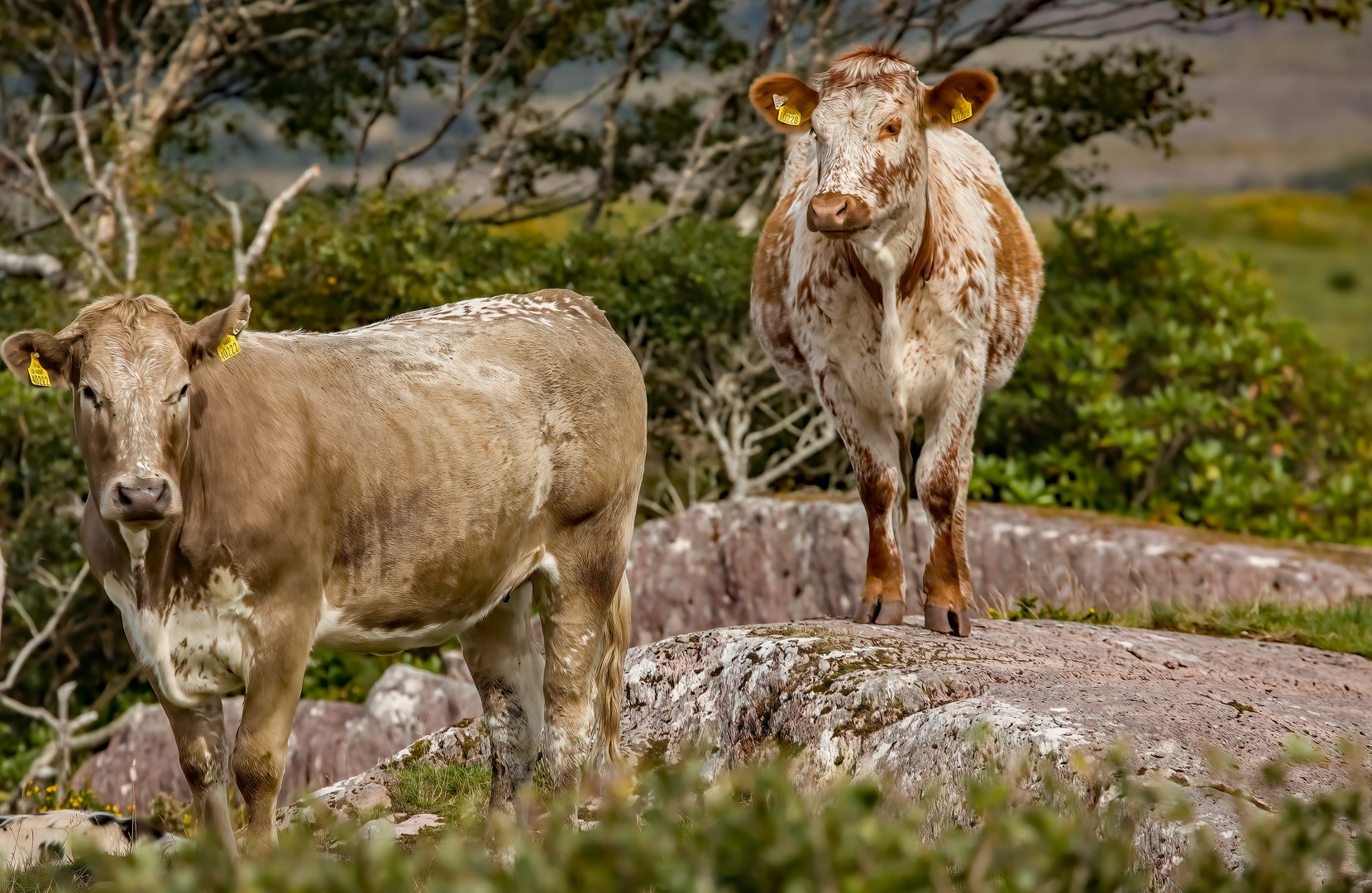 Irish Cattle