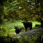 irish cattle