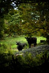 irish cattle