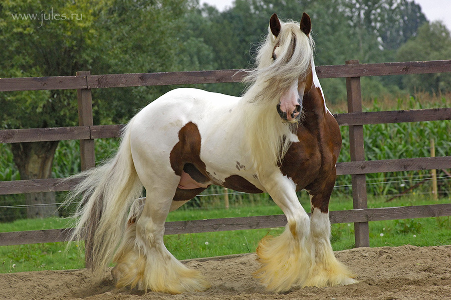 Irish cob