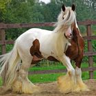 Irish cob