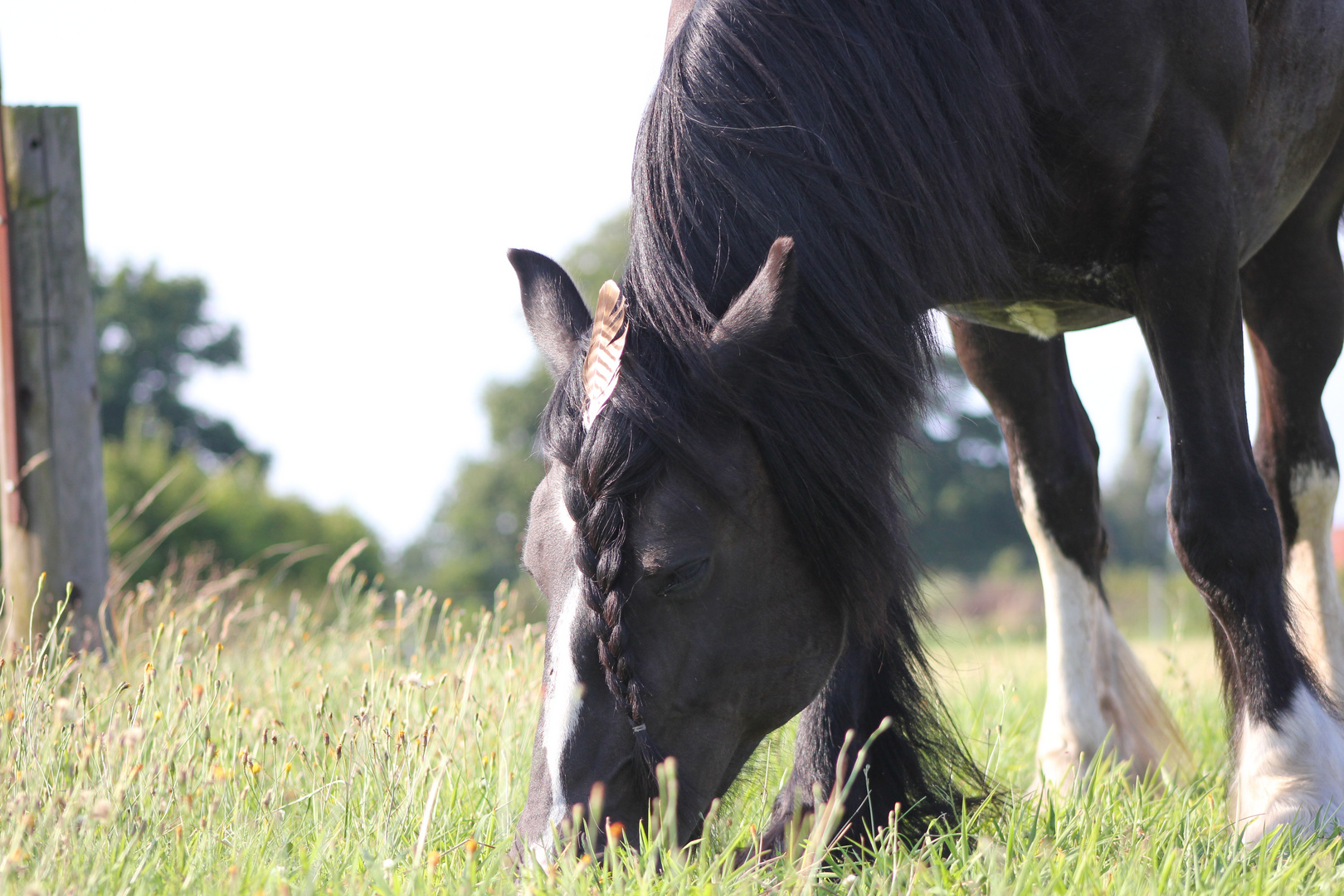 irish cob squaw ;-)