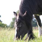 irish cob squaw ;-)