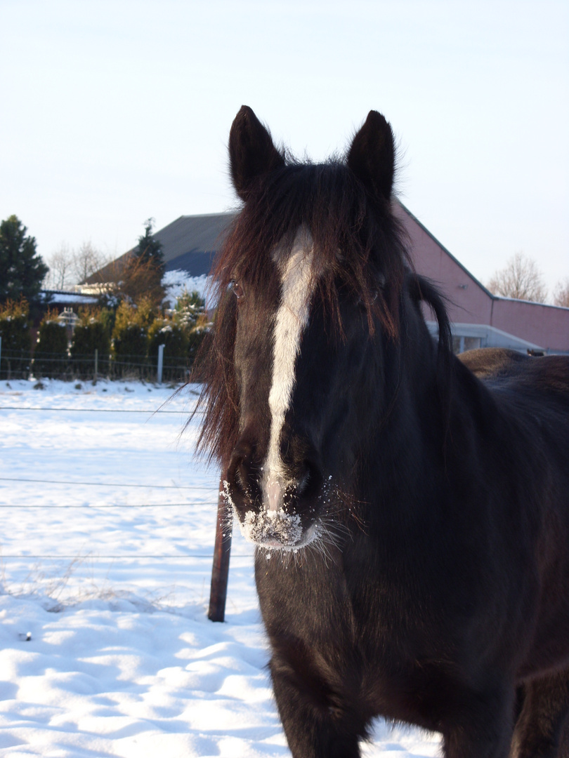 Irish Cob - Welsh Cob Mix " Joker"