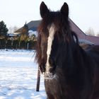 Irish Cob - Welsh Cob Mix " Joker"