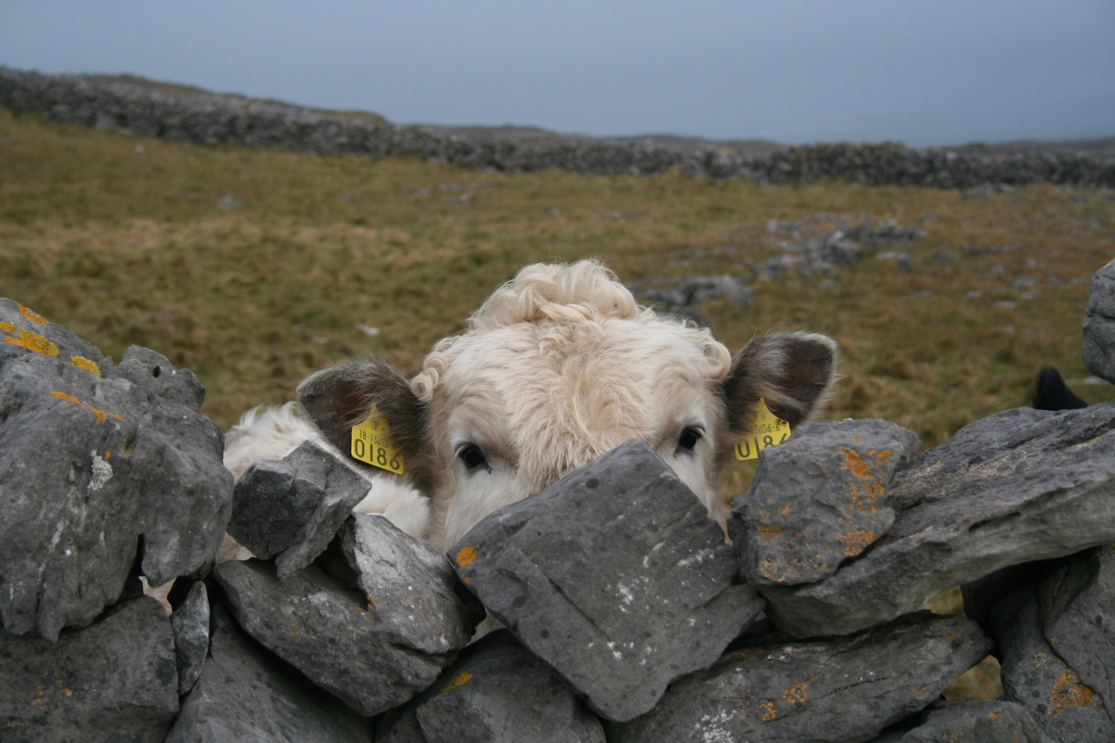 Irish Cow