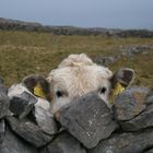 Irish Cow