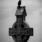 Irish crow...