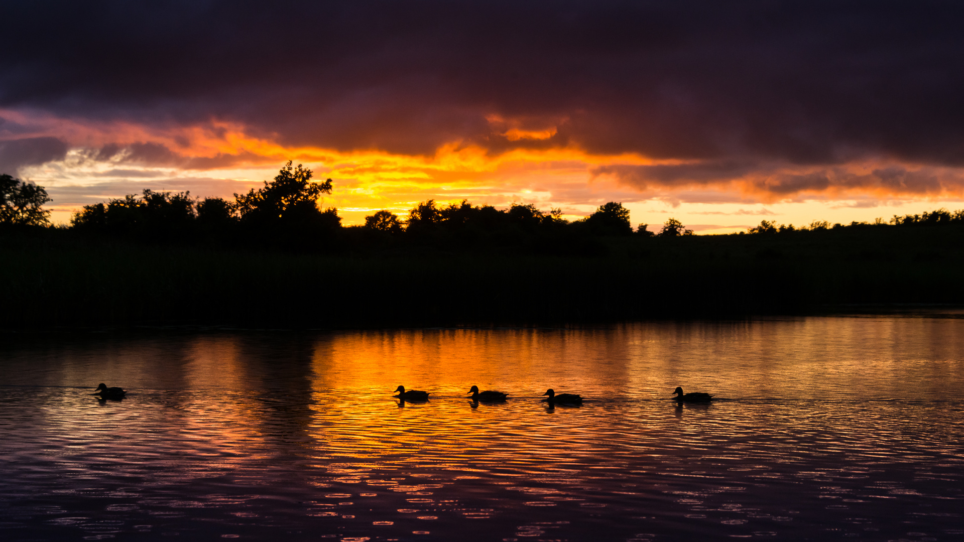 Irish ducks - near Devenish Island, Lough Erne