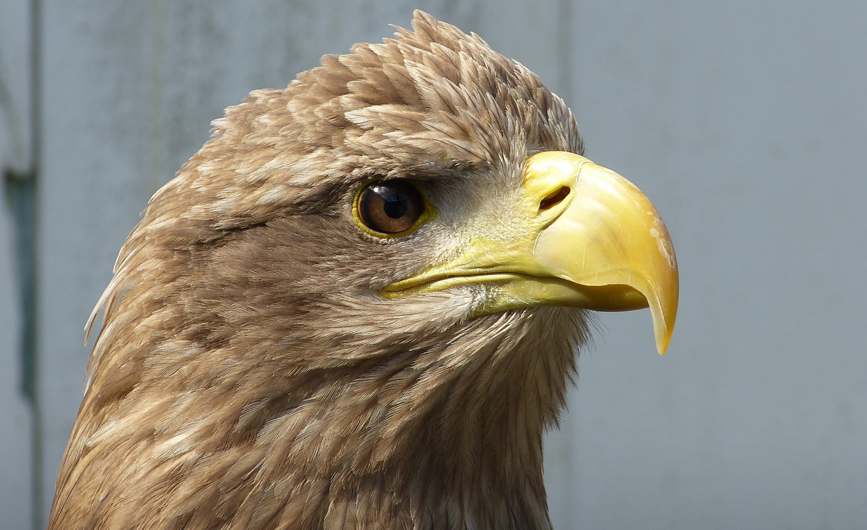 Irish Eagle Foto & Bild europe, united kingdom & ireland, ireland