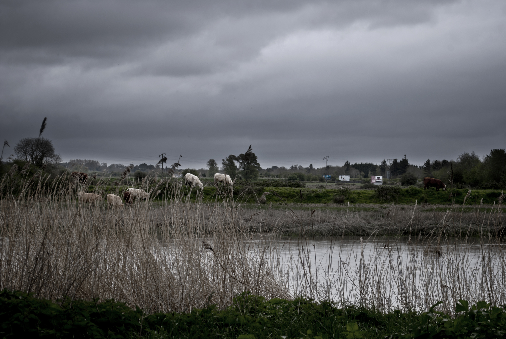 Irish Elephants.