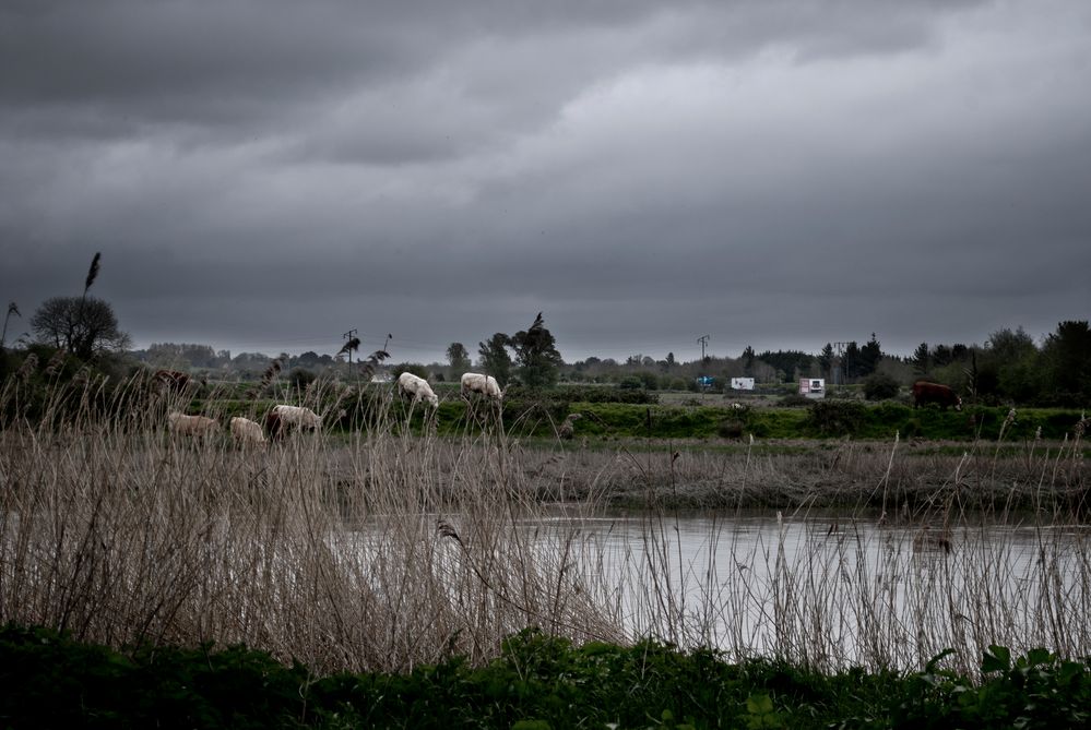 Irish Elephants.