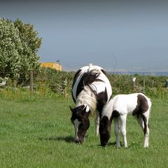 irish family idyll