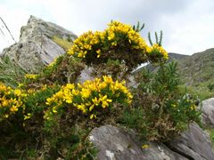 irish flowers (2)