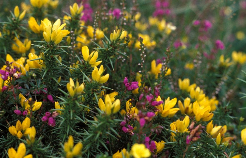 Irish Flowers