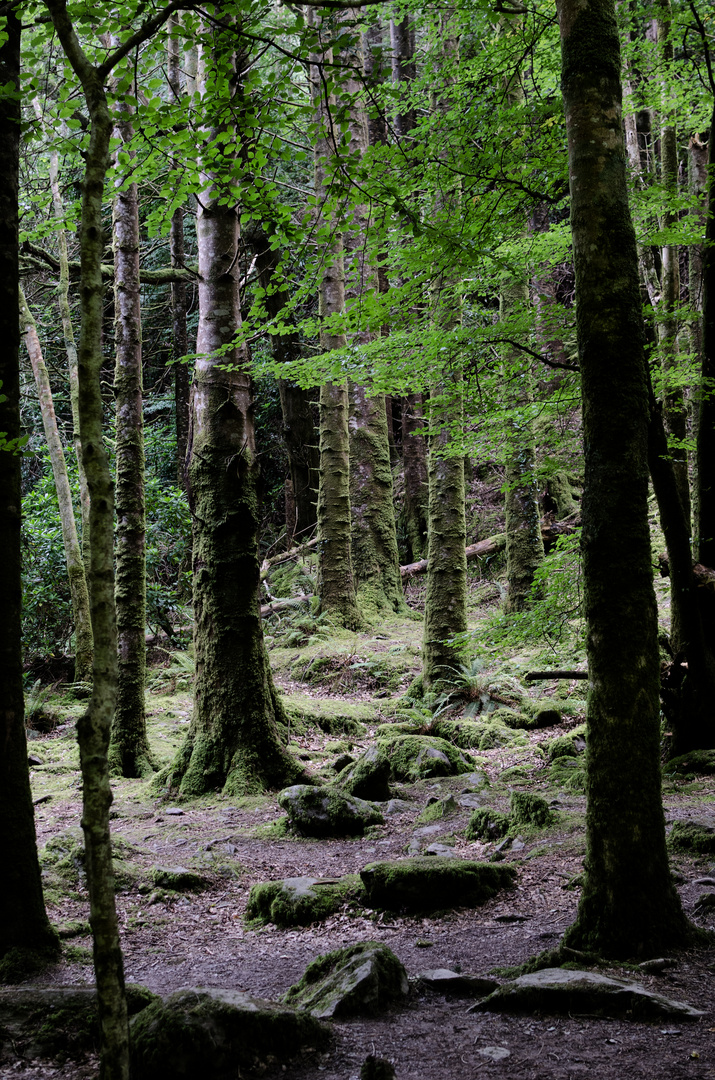 ... irish forest II ...