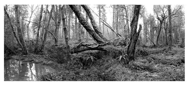 Irish Forest.Black And White Nature Photography