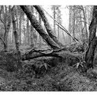 Irish Forest.Black And White Nature Photography