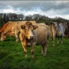 Irish free range cattle